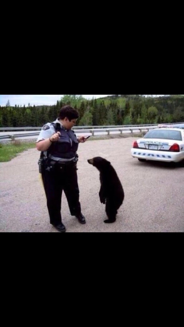 You wouldn't stop me if I was a polar bear