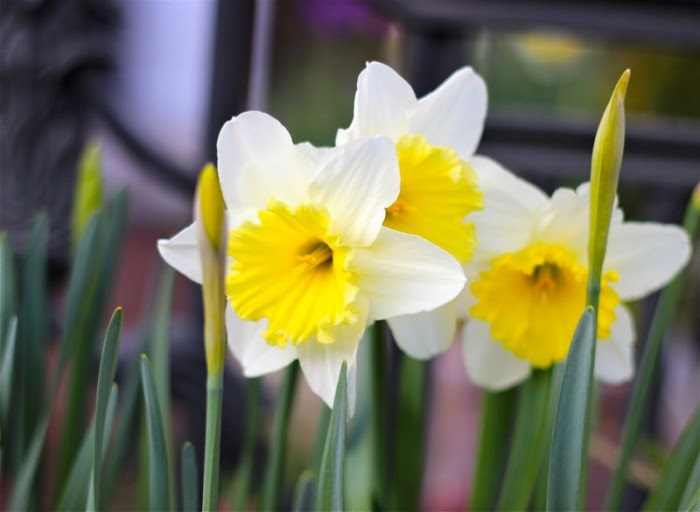 スイセン ２種類の水仙 花の写真 花言葉 みみみんブログ