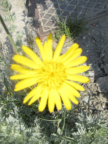 Doronicum grandiflorum - Doronico dei macereti