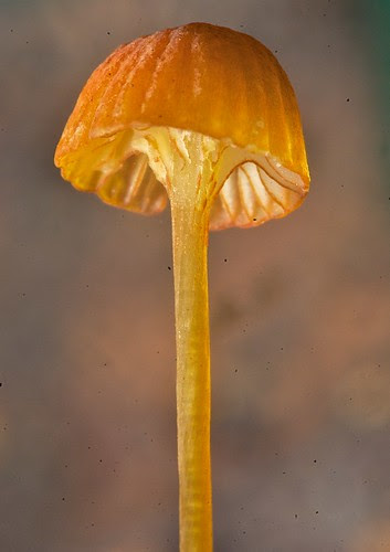 Mycena by alopez2006