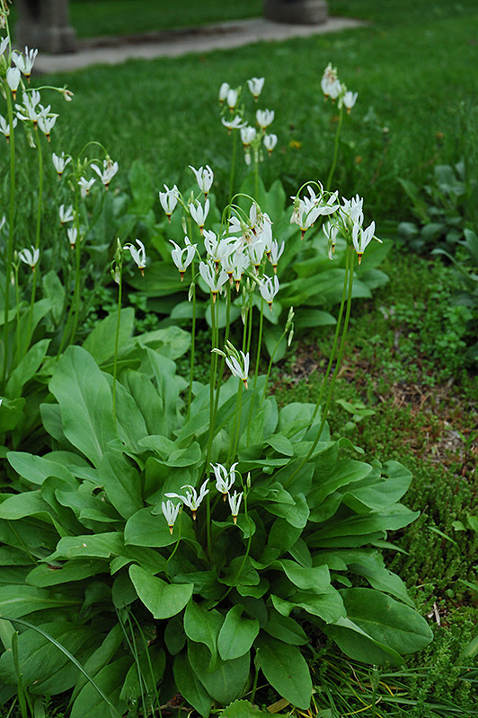 White Shooting Star (Dodecatheon meadia 'Alba') in ...