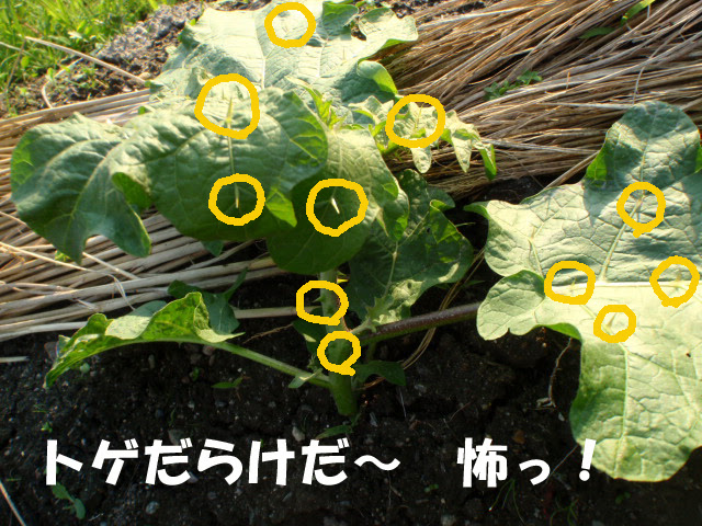 可愛い茄子にはトゲがある 楽しい農業生活