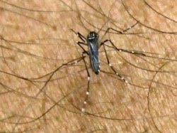 Casos de dengue aumentam 139% no país