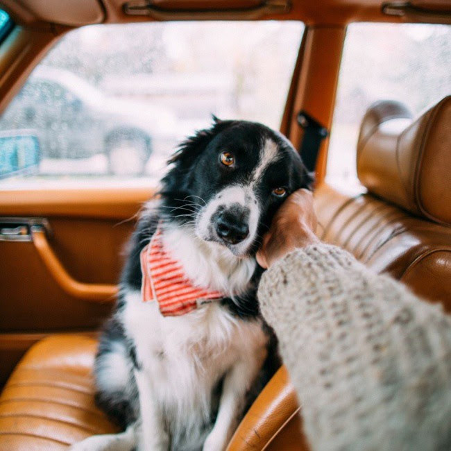 Try to see this post and never smile animals, photo