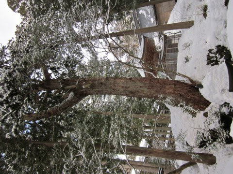 雪の永平寺 永平寺町 Playa S Blog