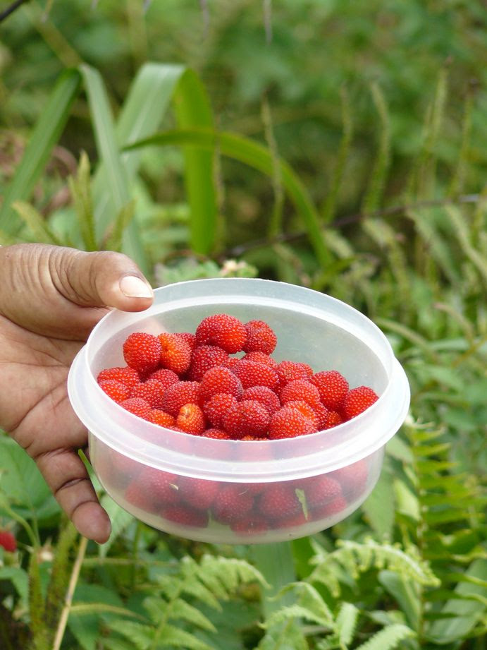 Framboise