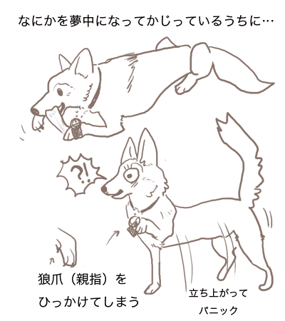 犬の迷子札を考える その１ 迷子札 Idタグ もちっこのーと