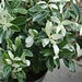 Japanese spindle tree