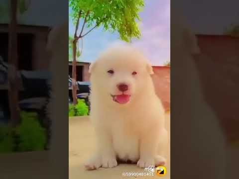 My favourite dog and also song jaagde raho from arjan dhillon its a very beautiful breed pomrarean