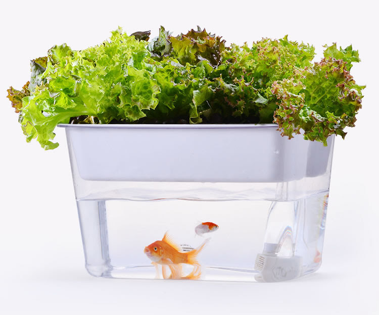 Desktop Ecological Self Circulation Aquaponics Fish Tank Indoor Aquarium Garden Raising Vegetables And Fish Buy Hydroponic Vegetables Indoor Garden Household Aquarium Planter Micro Indoor Farm Product On Alibaba Com
