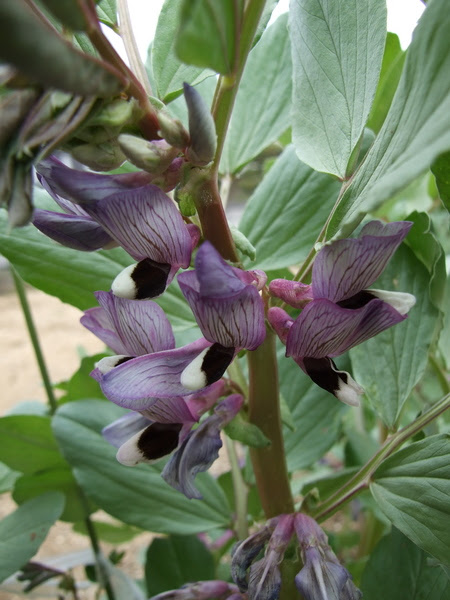 そら豆の花 空豆 蚕豆 ひと休み 介護110番