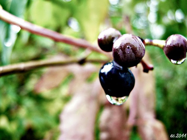 Berries