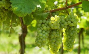 Eat Grapes for Super Eye Health