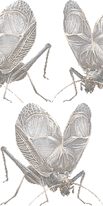 鈴虫 スズムシのイラスト 条件付フリー素材集