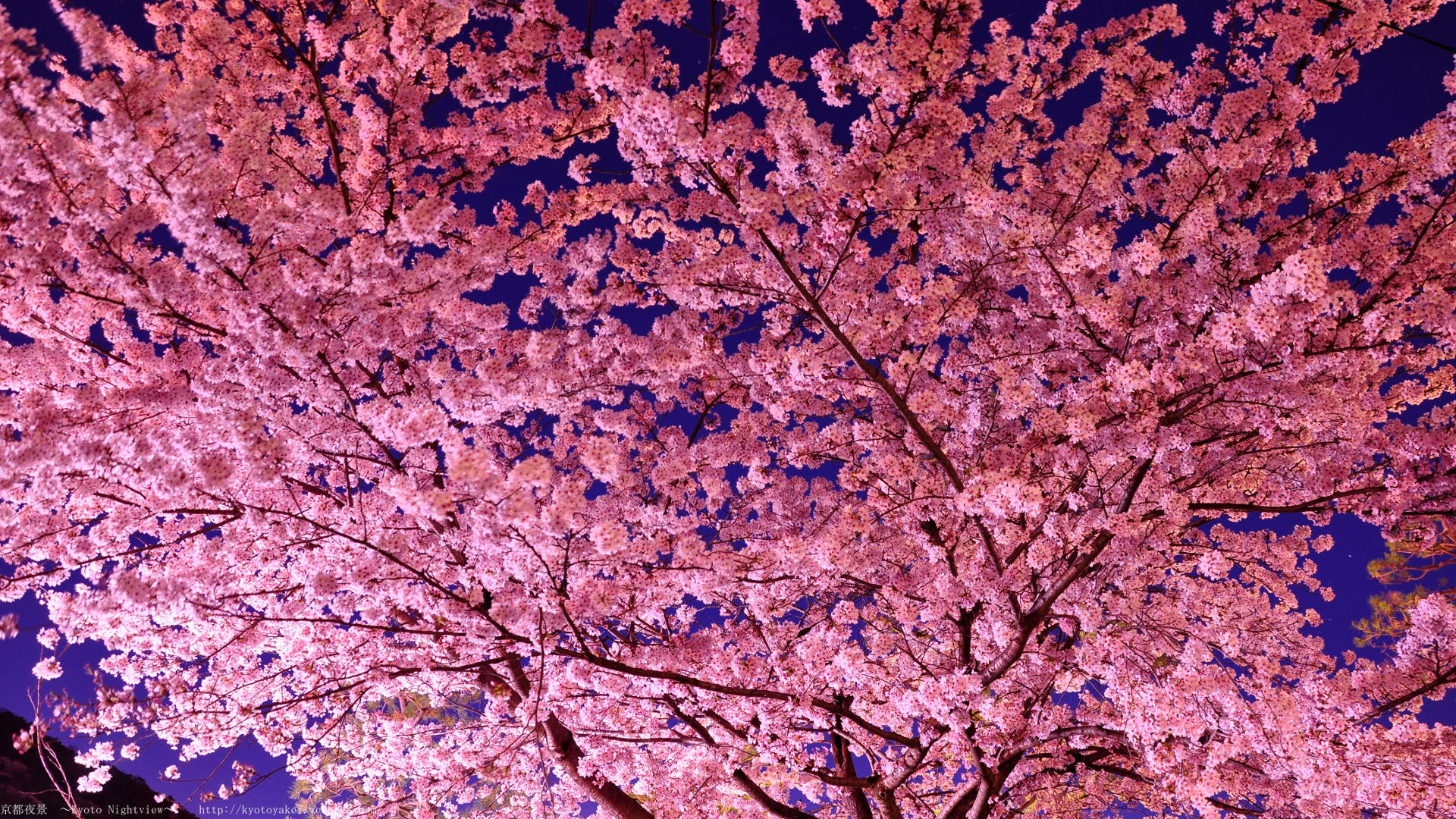 拡散する 抵抗力がある 犯罪 夜桜 Pc 壁紙 に対応する 今日 影響する
