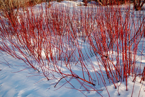 Red twigs, snow