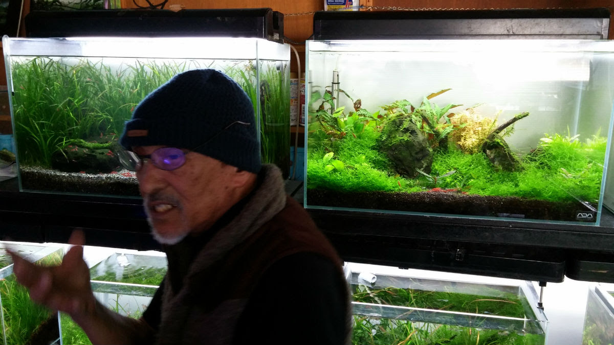 久しぶりの駒草園 水草水槽リースと観賞用えびのone Leaf