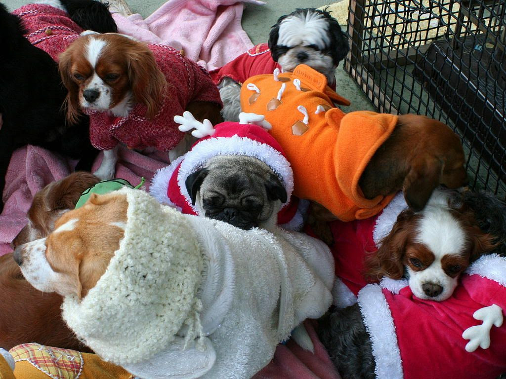 ドッグランの犬 壁紙写真集 無料写真素材