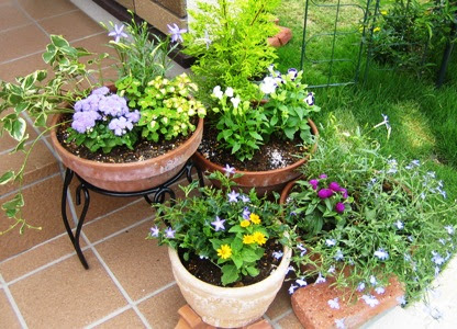 夏の寄せ植え 庭作り１年生