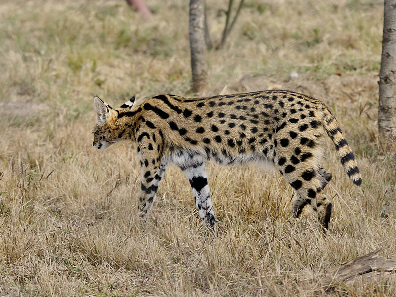 File:Leptailurus serval.jpg