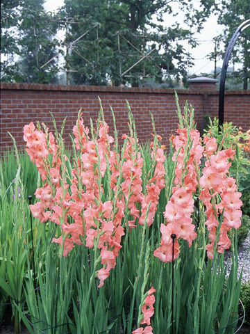 Gladiolus - Plant Encyclopedia - BHG.