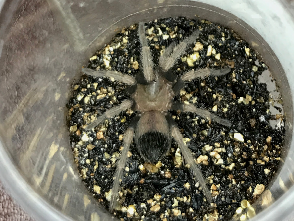 日本yahoo拍賣 樂淘letao代購代標第一品牌 タランチュラ Brachypelma Hamorii 旧smithi メキシカンレッドニー 幼体体長約1cm