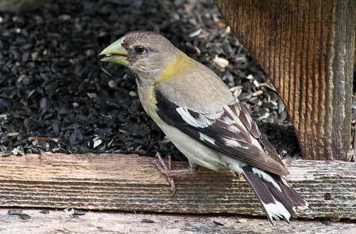 Evening Grosbeak