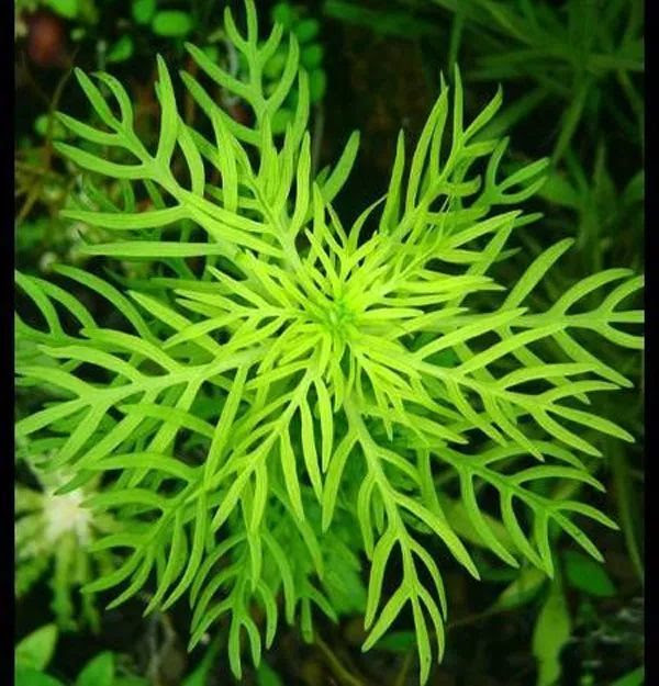 水草小百科 雪花草水草 Ifuun