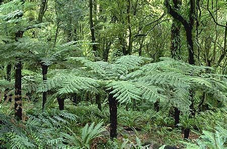 silver ferns tree google search tree fern ferns