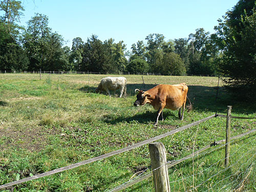 vaches.jpg