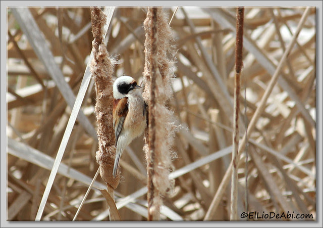 20 Pájaro Moscón (3) 2