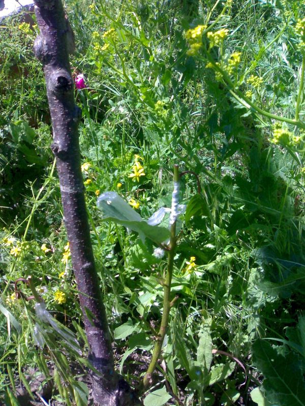 зеленая прививка