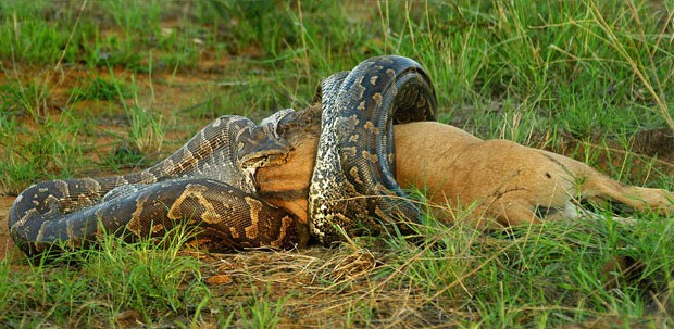 Cobra come filhote de gnu (Foto: Caters)