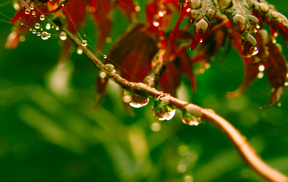 Rain on Acer