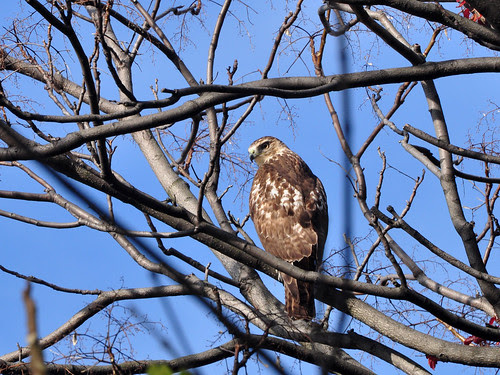 Juvie Red-Tail in Riverside Park