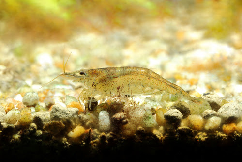 ミナミヌマエビがお腹や足をパタパタさせている時の原因は 熱帯魚 淡水魚 海水魚の図鑑