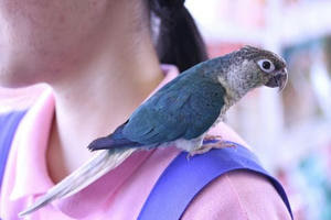 ウロコメキシコインコ フェアー まつどの小さなお店