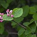 Buds