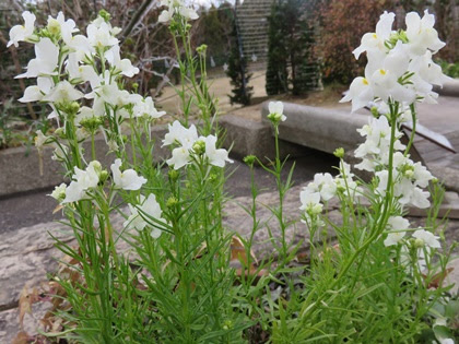 ウサギの耳をした とっても可愛い花 リナリア ヒメキンギョソウ この花の名前なんていうの