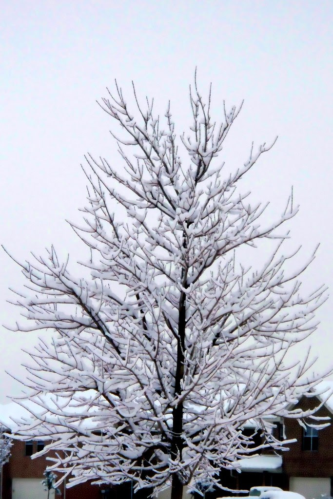 Sky and Tree