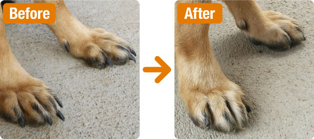 犬 爪 切り 方