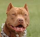 pit bull photo