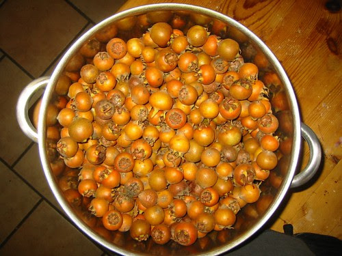 wild medlars