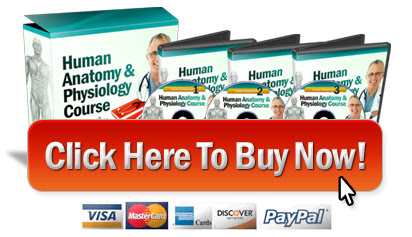 buy anatomy course