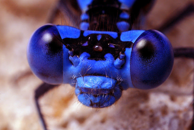 Blue Damselfly Face - (Argia sedula)