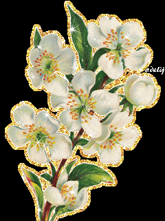 Вишнёвый цвет