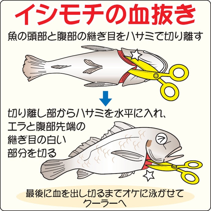 初めてイシモチを釣った 血抜きって 調理法は をサクッと紹介 Tsurinews