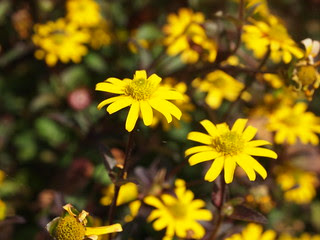 Yellow daisies