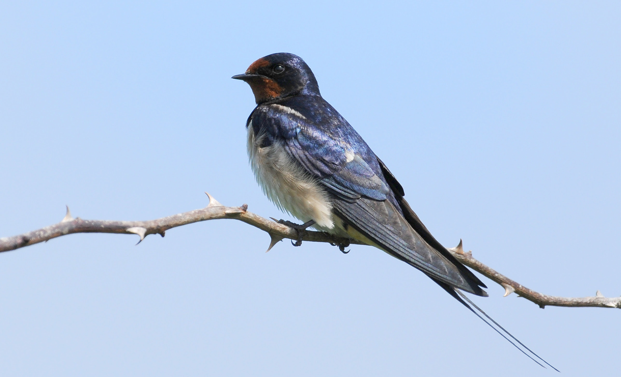 Swallow