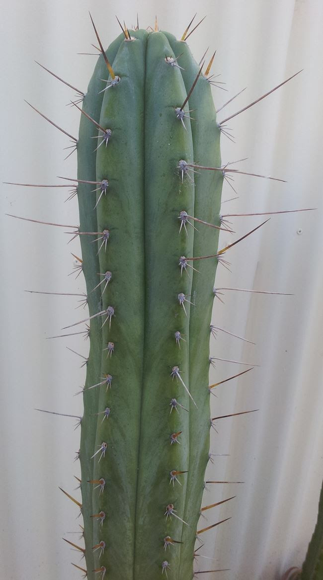 Trichocereus Peruvianus_HB01 Zed__006